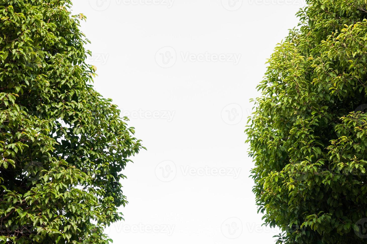 Grün Blatt Blätter Knospung im das Frühling zum Hintergrund, ein das Frühling natürlich Hintergrund foto