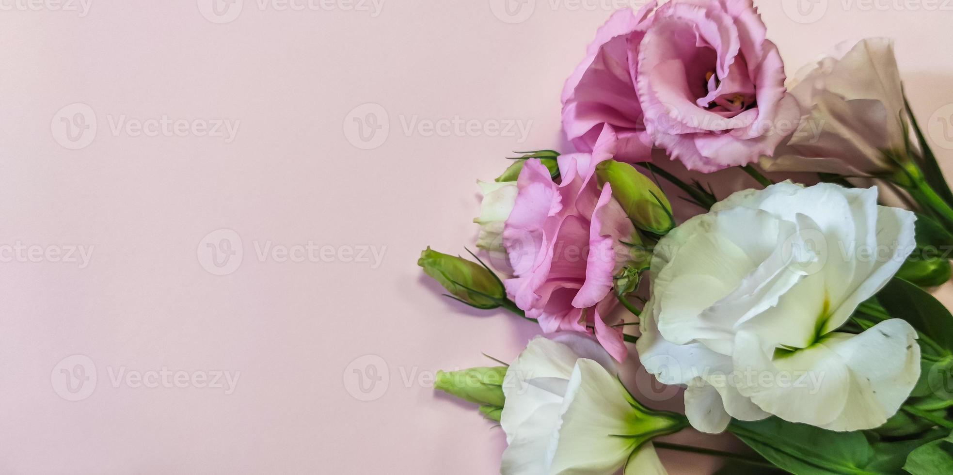 rosa und weiße Rosenblüten mit Copyspace foto