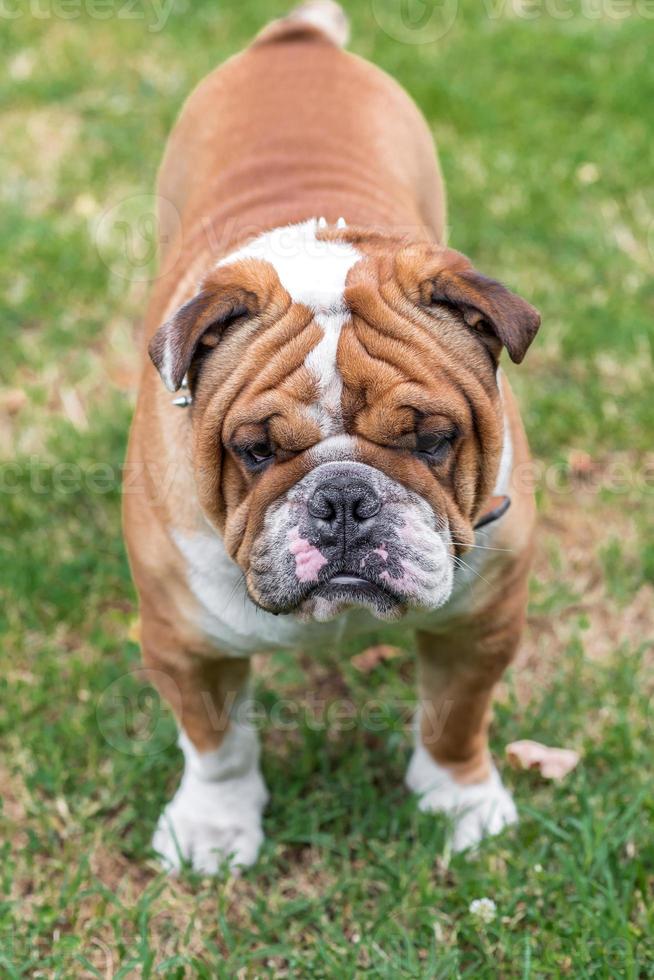 wütend Englisch Bulldogge foto