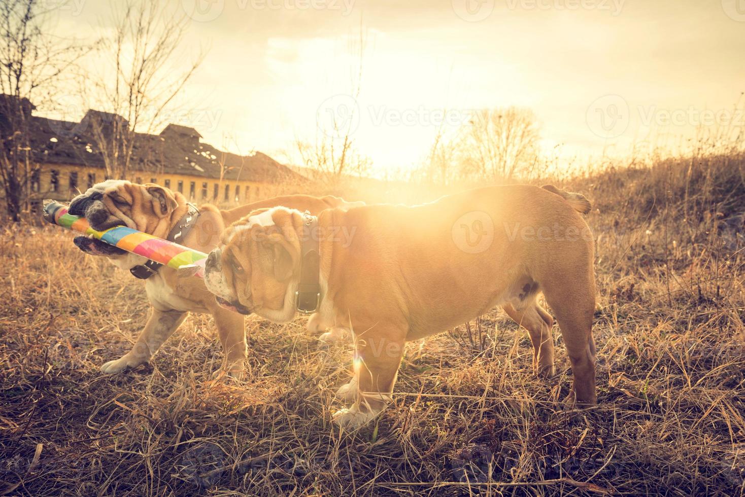 Englisch Bulldoggen spielen draussen foto