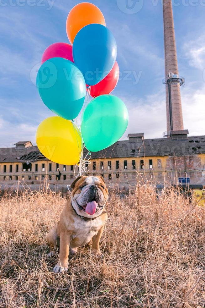 Hund mit Luftballons foto