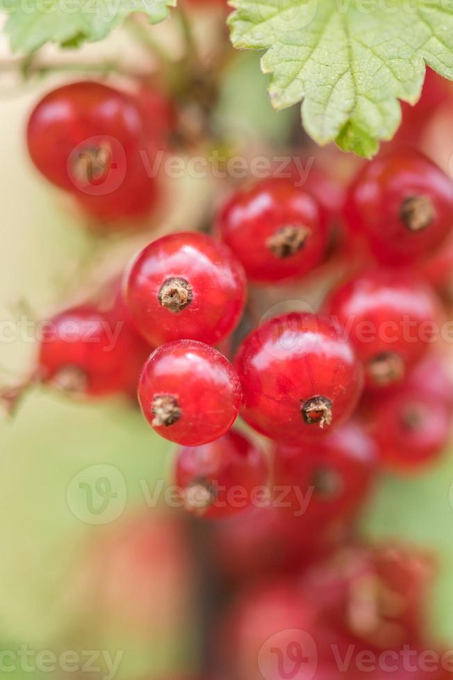 organisch rot Johannisbeere foto