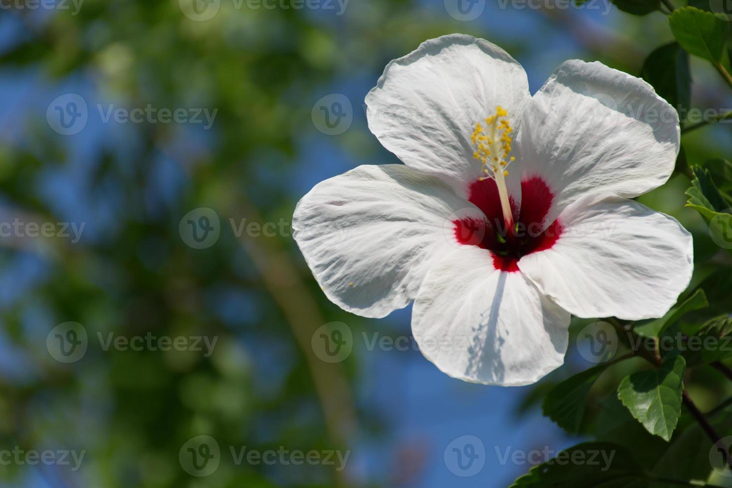 Weiß Hibiskus Blumen sind Blühen schön im das Tageszeit. foto