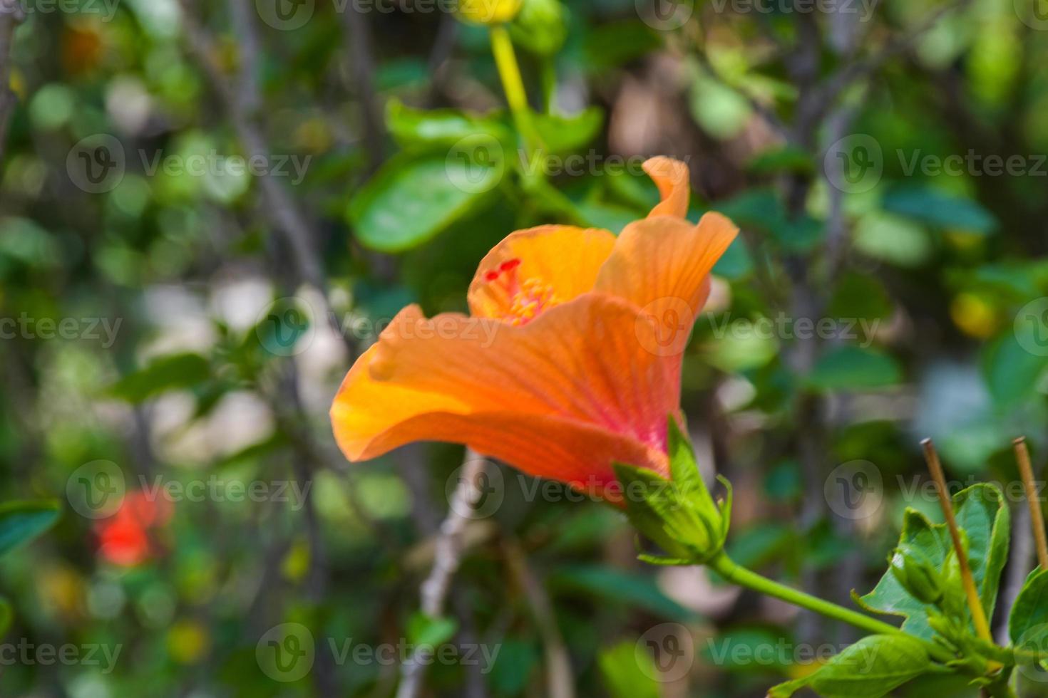 Orange Hibiskus Blühen und Sonnenlicht im Bangkok Garten Thailand foto
