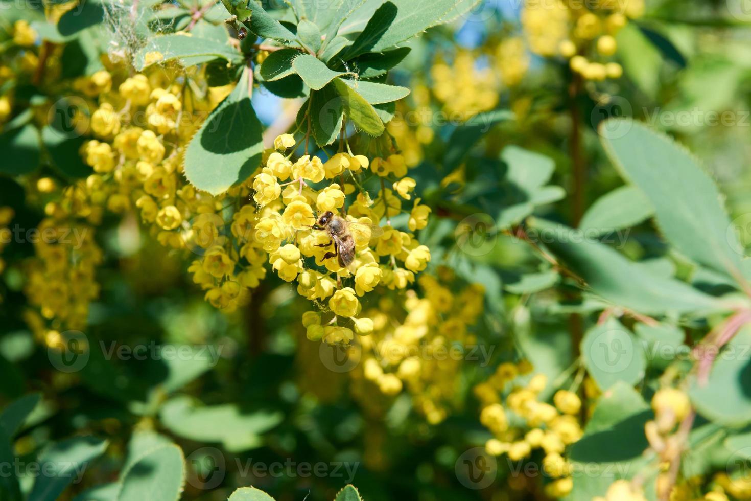 blühen Ast von Berberitze. Berberis Chinesisch, Gelb Blume Busch. foto