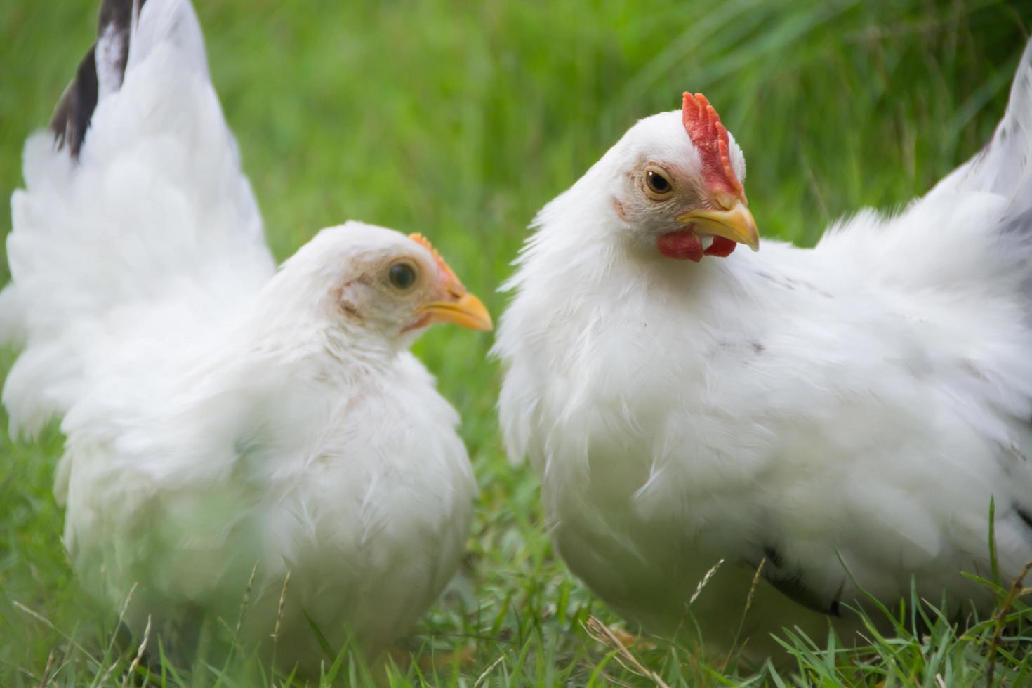 zwei weiße Hühner auf grünem Gras, bunter Hahn. Schwanz. Bantam- foto