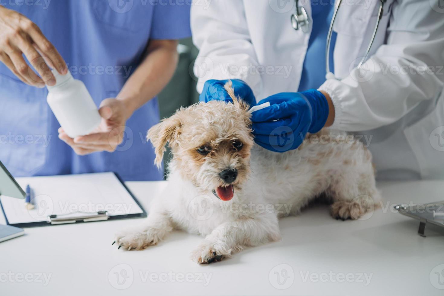 Tierarzt Prüfung Hund und Katze. Hündchen und Kätzchen beim Tierarzt Arzt. Tier Klinik. Haustier prüfen oben und Impfung. Gesundheit Pflege. foto