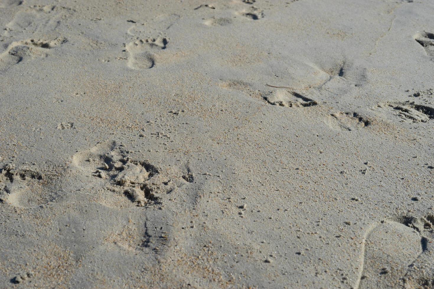 Fußspuren im Sand foto