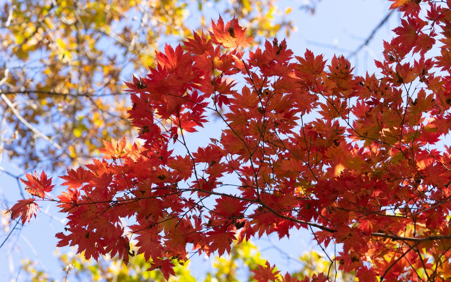 rote Ahornblätter auf einem Ast foto