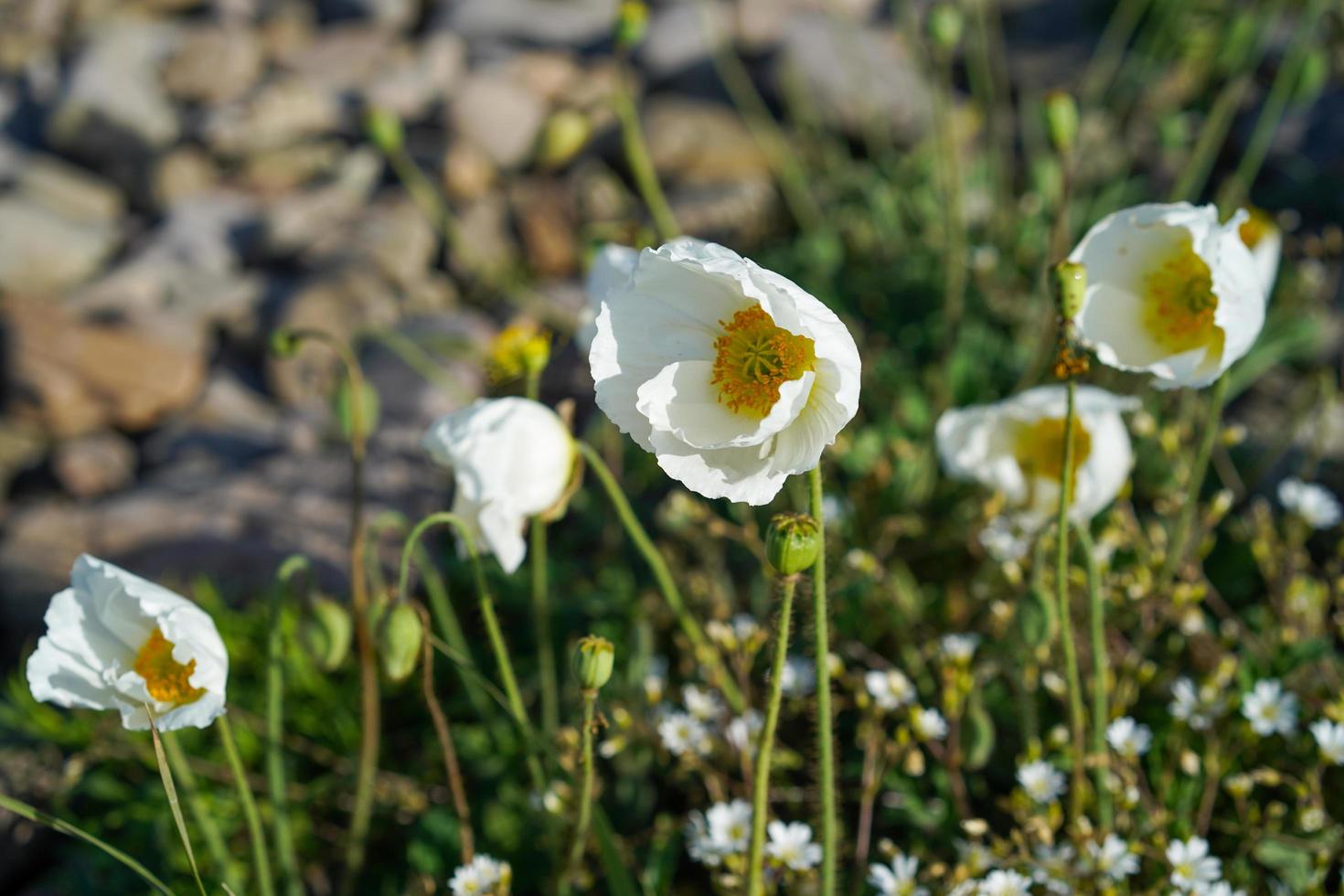 weiße Mohnblumen zwischen Gras neben Felsen foto