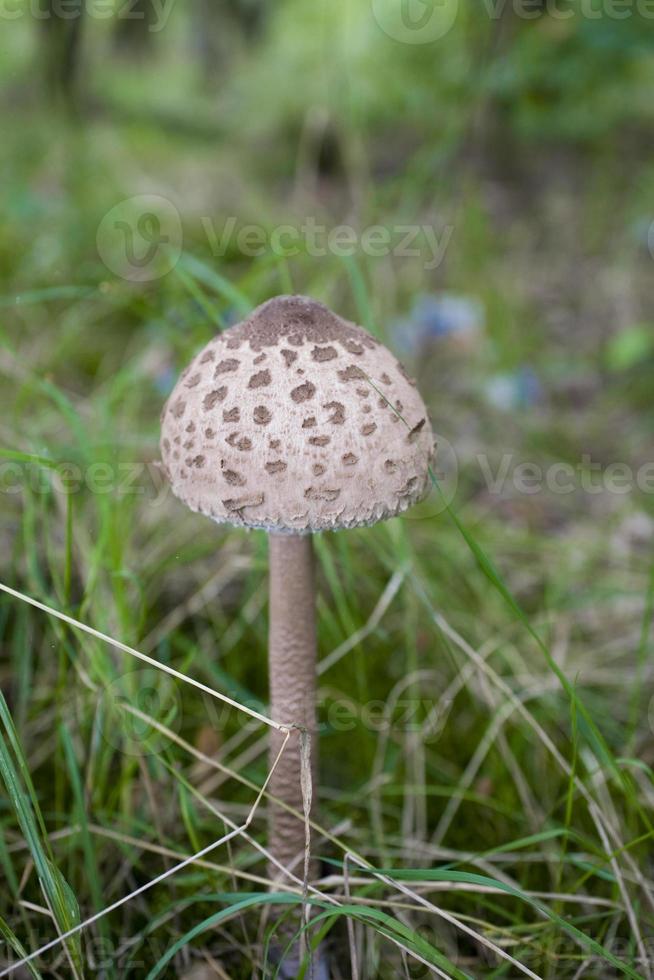 Herbst Pilze wachsend im das europäisch Wald foto