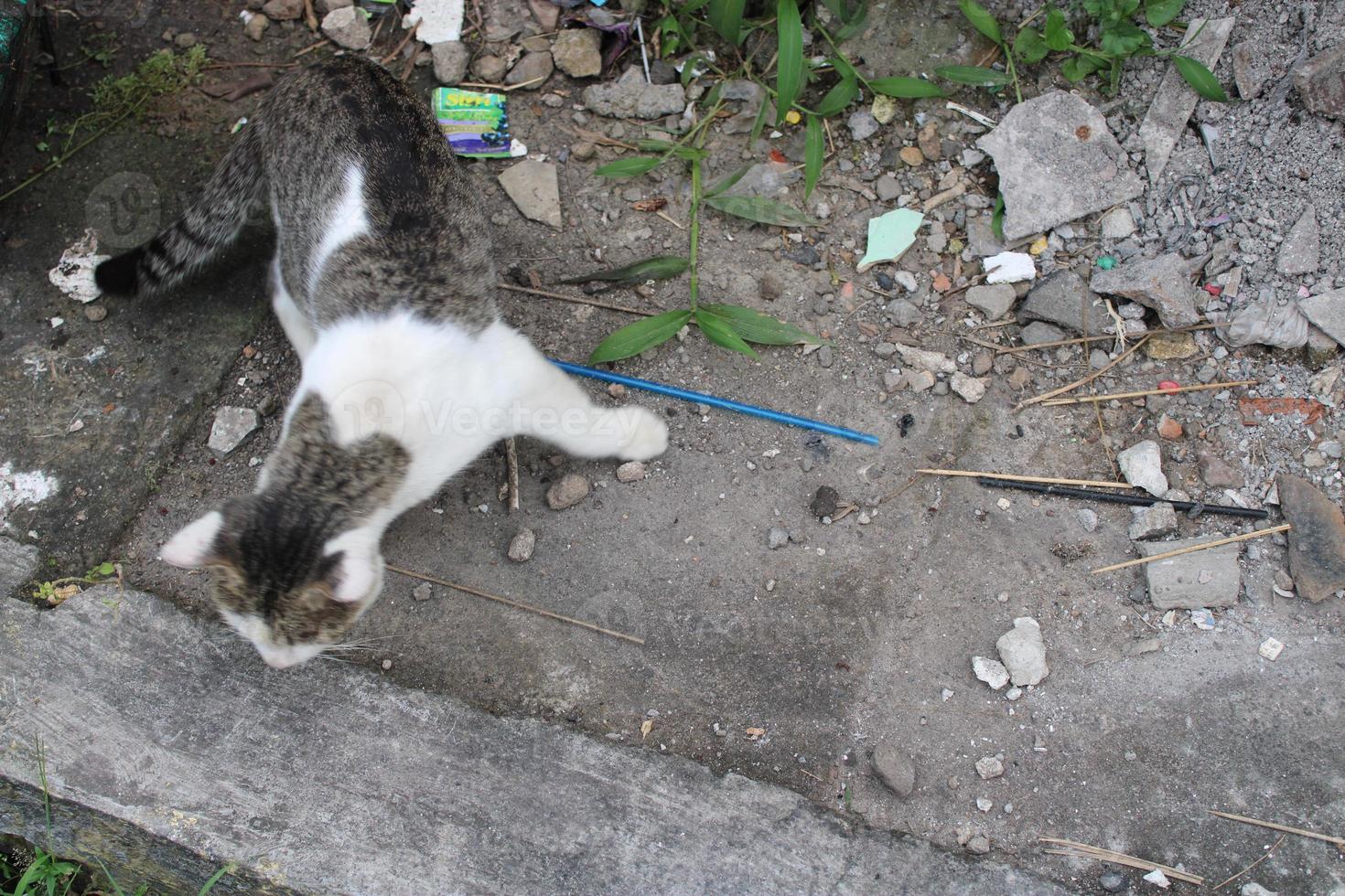 Katze suchen zum Essen auf das Seite von das Straße foto