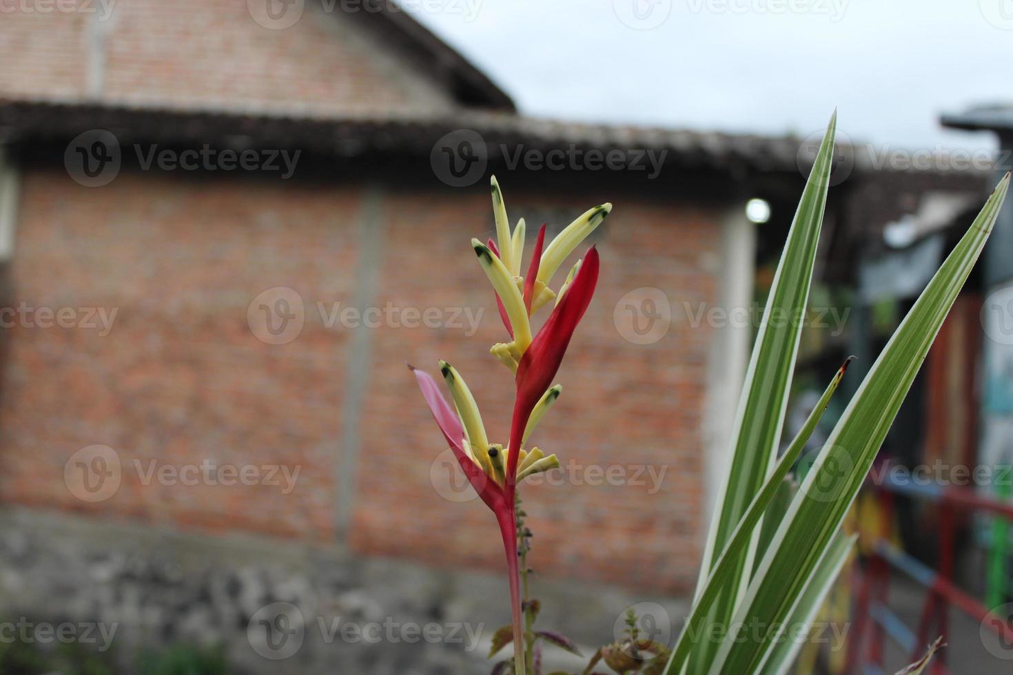 rot Gelb Blumen Blühen im das Garten foto