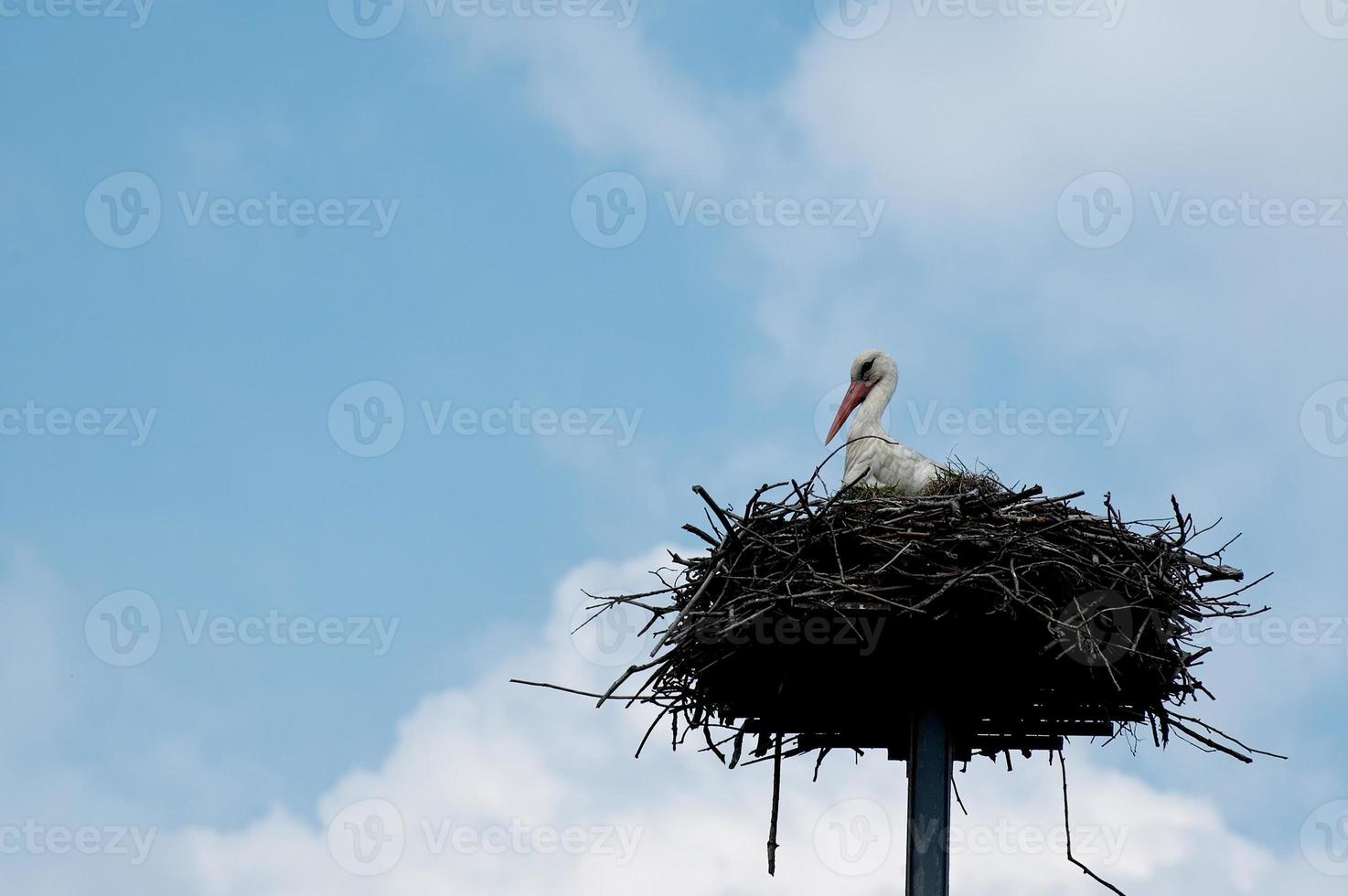 streicheln im Nest foto