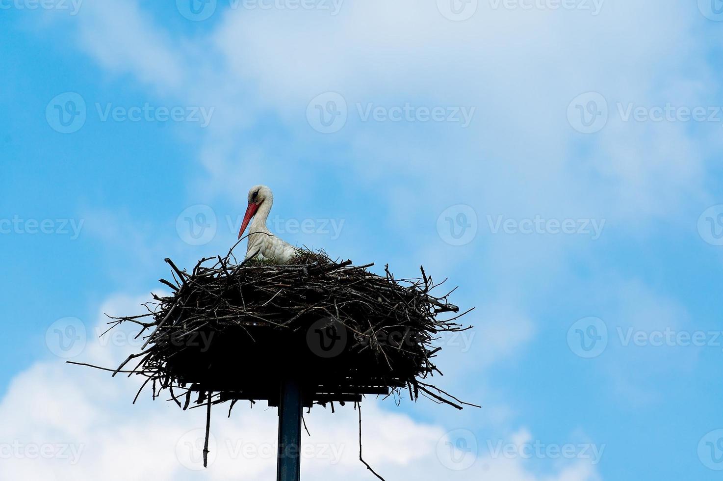 streicheln im Nest foto