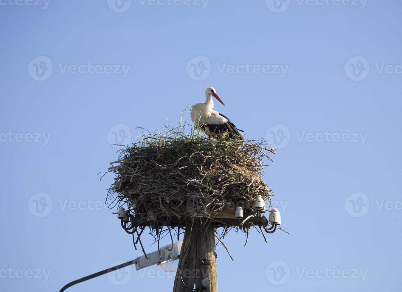 streicheln im Nest foto