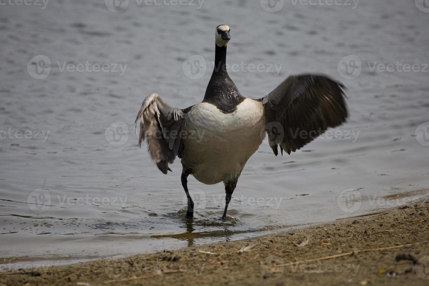 Gans auf See foto