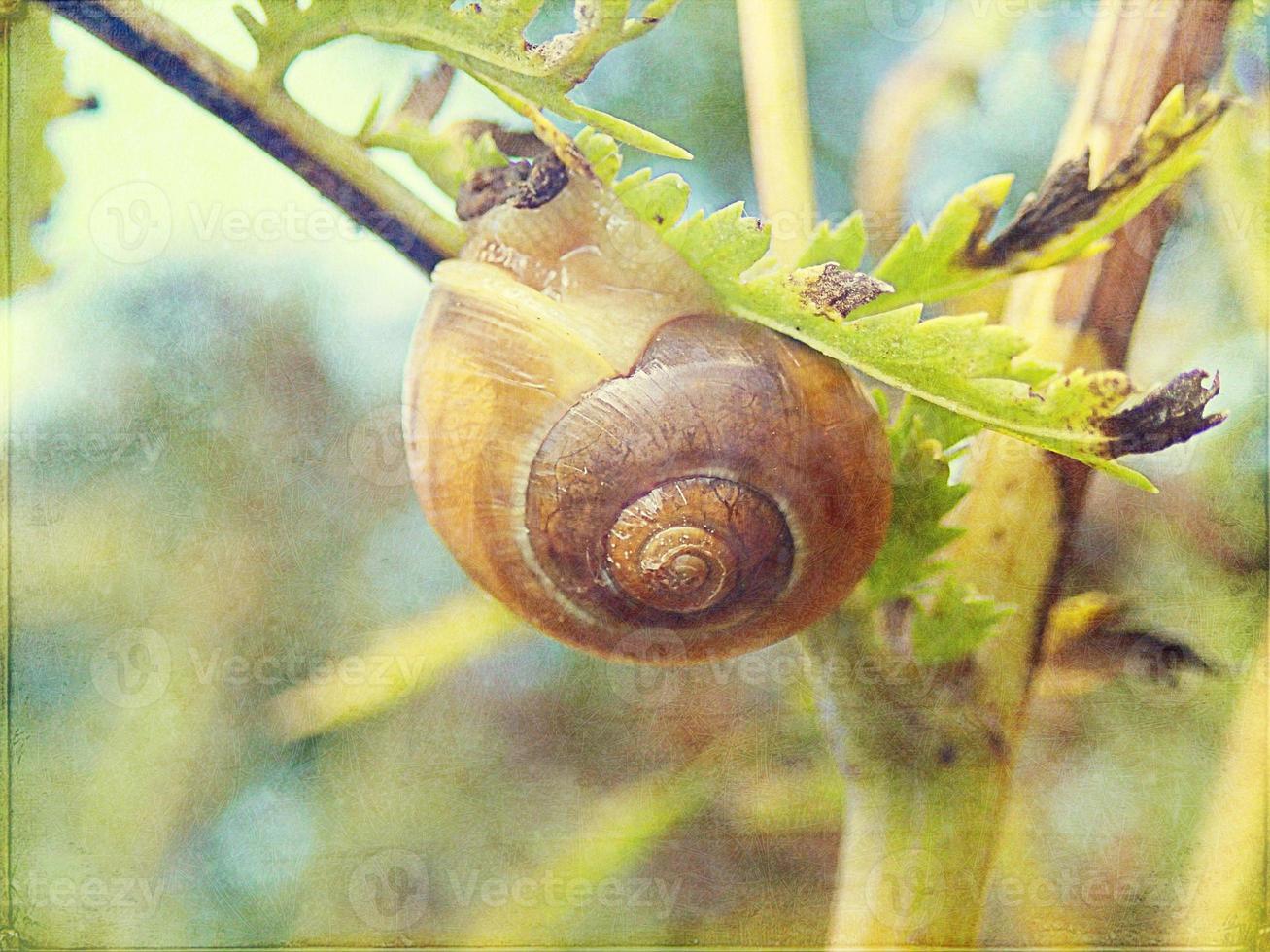 l wenig Schnecke versteckt im ein bunt Schale Schlafen auf das Gras im ein Sommer- Wiese foto