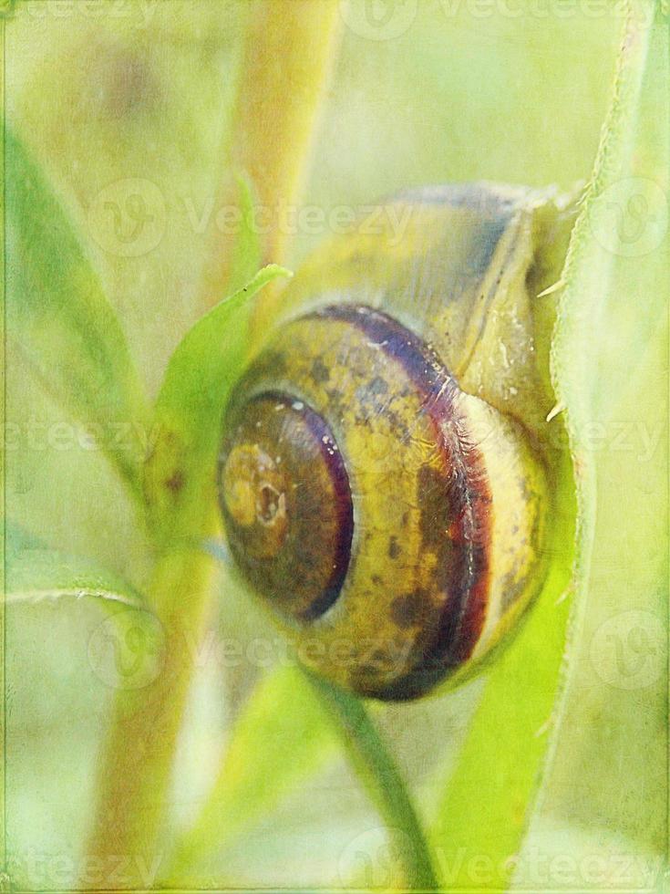 l wenig Schnecke versteckt im ein bunt Schale Schlafen auf das Gras im ein Sommer- Wiese foto