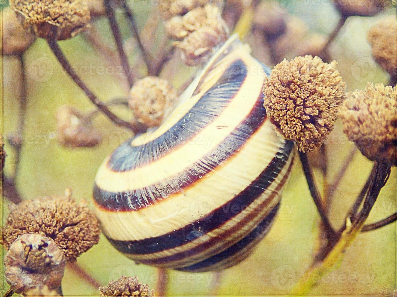 l wenig Schnecke versteckt im ein bunt Schale Schlafen auf das Gras im ein Sommer- Wiese foto