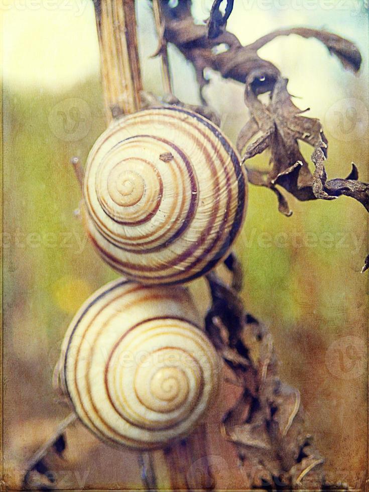 l wenig Schnecke versteckt im ein bunt Schale Schlafen auf das Gras im ein Sommer- Wiese foto