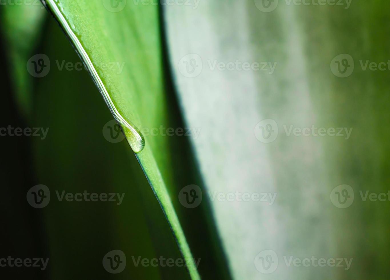 Tautropfen auf einem frischen grünen Blatt einer Pflanze, Makrofederhintergrund schließen oben foto