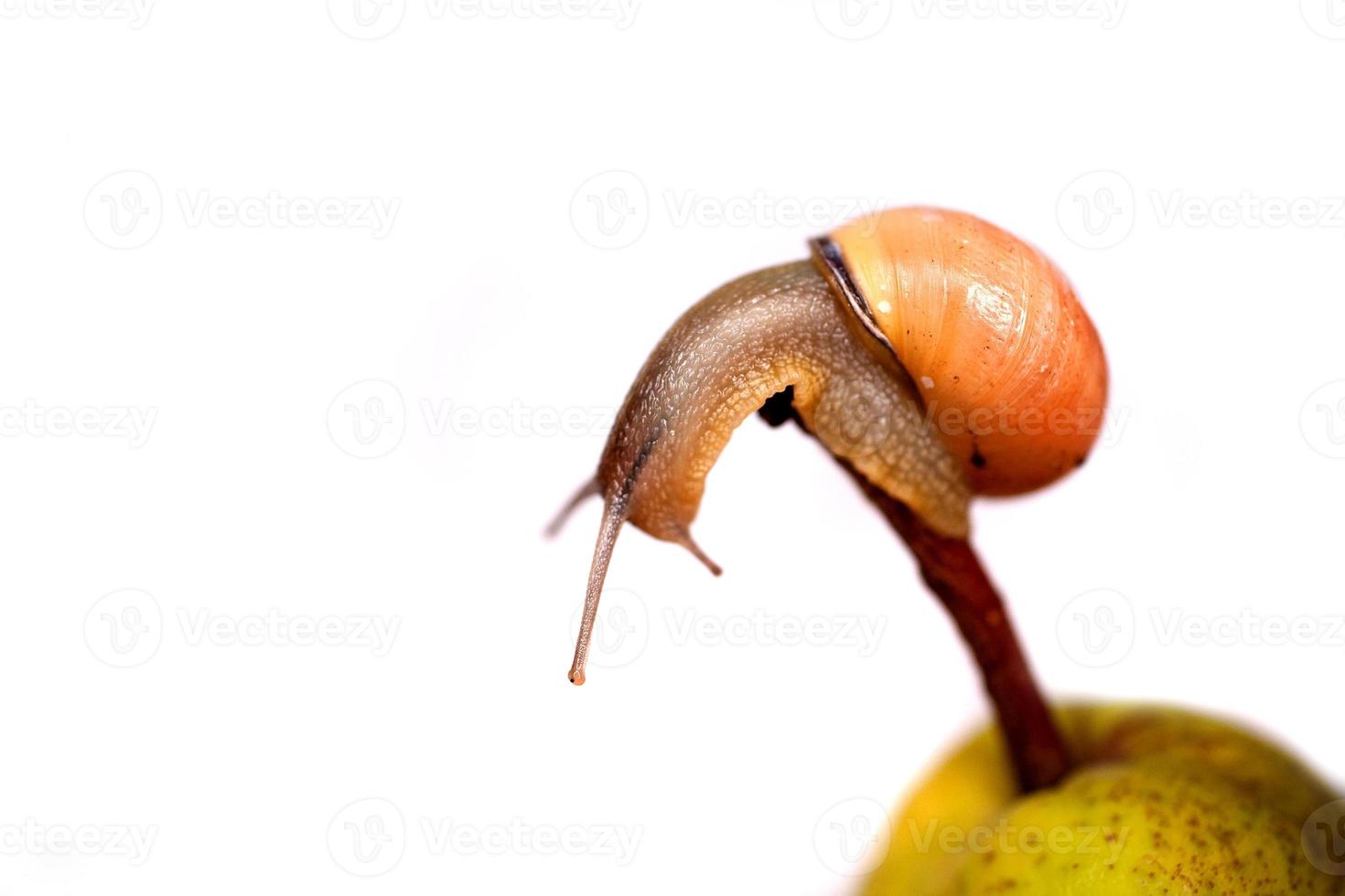 Schnecke auf thp foto