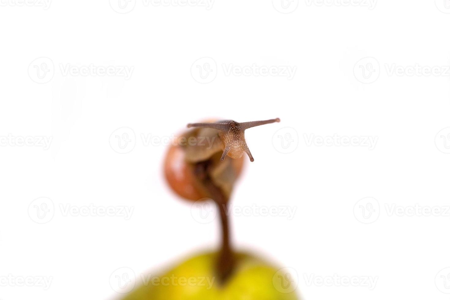 Schnecke auf thp foto