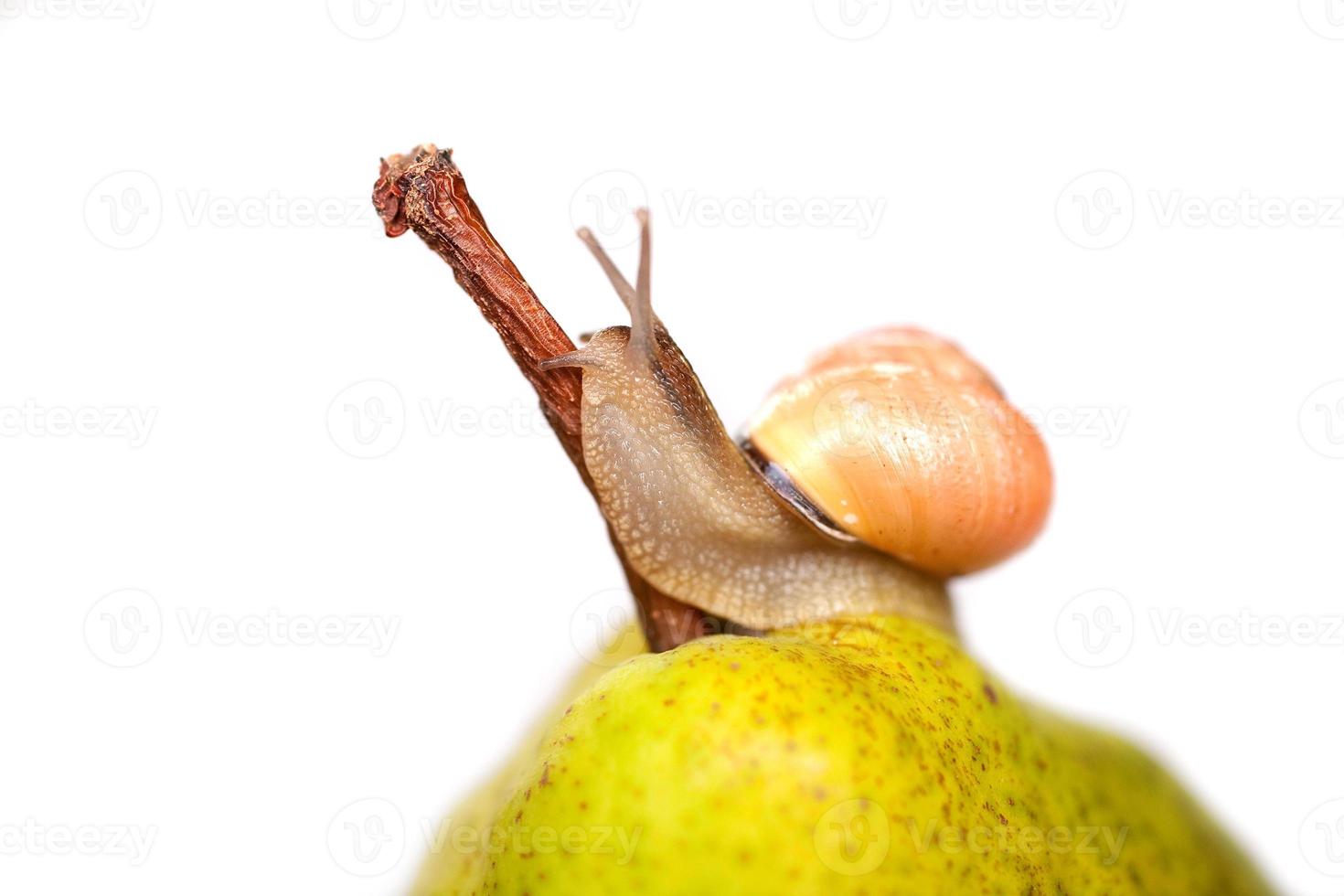 Schnecke auf thp foto