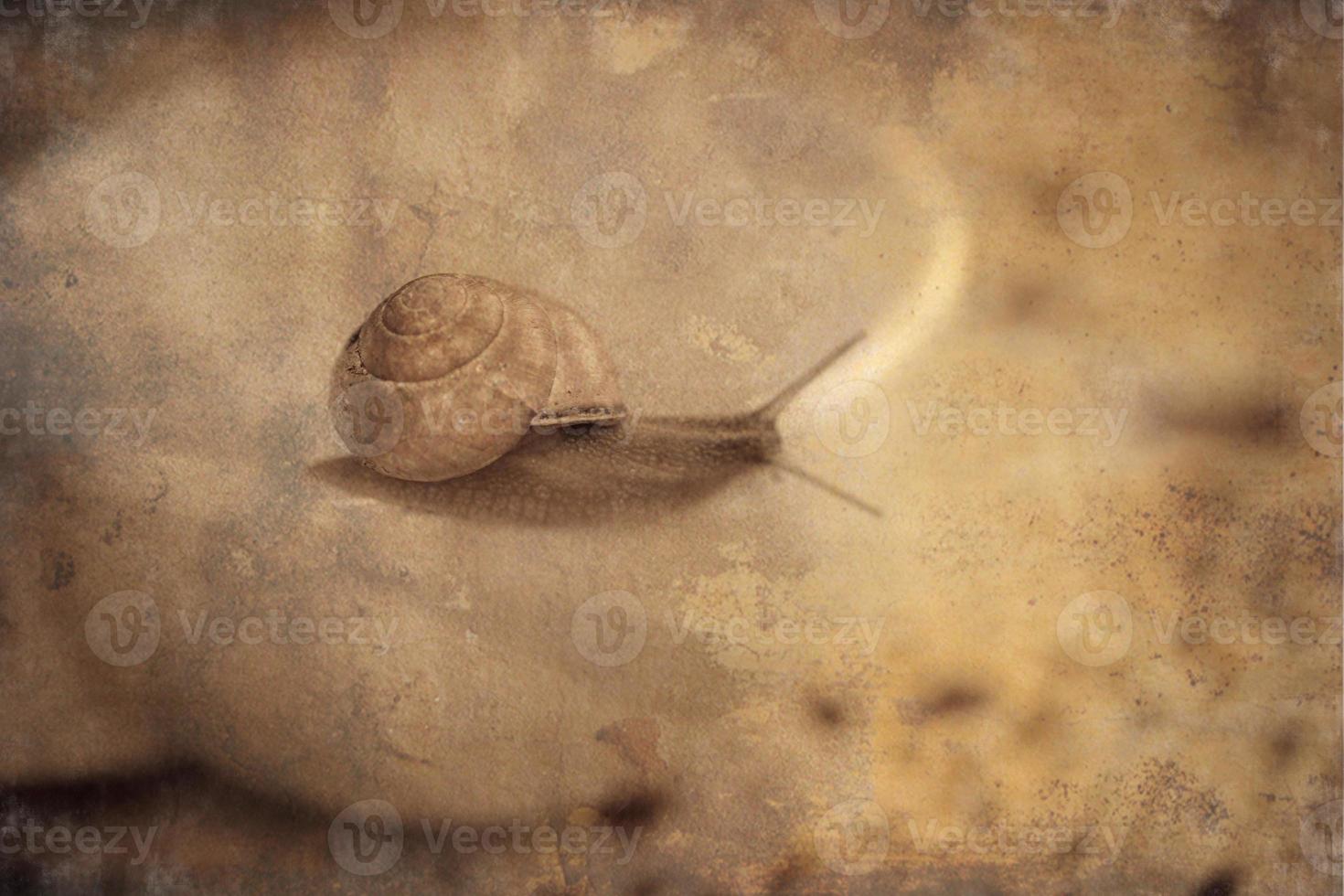 ein klein Schnecke wandern auf ein weiß Tasse foto