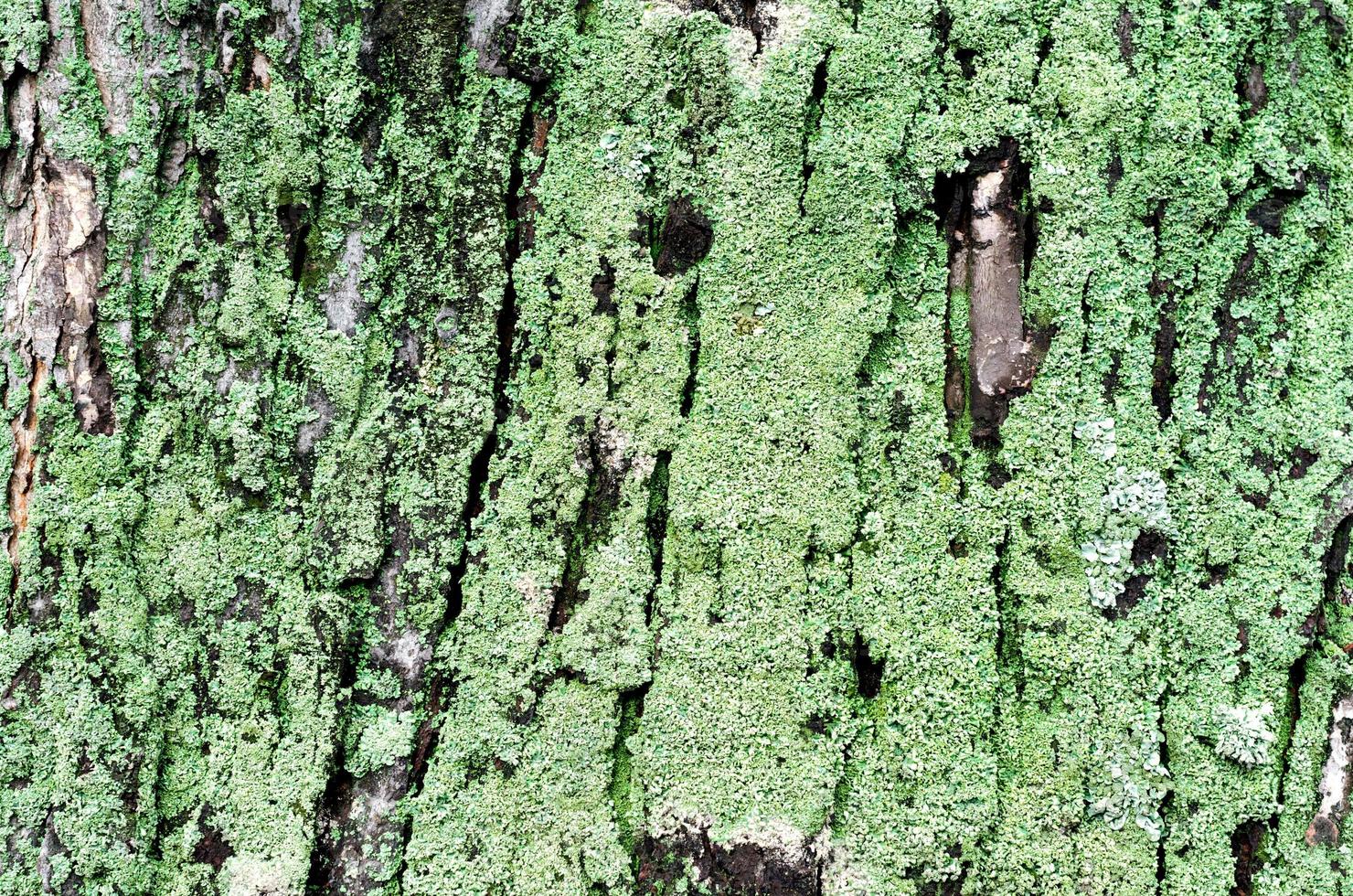 hölzerner Hintergrund des Ahornbaumstammes mit grünem Moos foto
