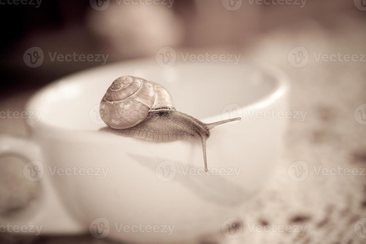 ein klein Schnecke wandern auf ein Weiß Tasse foto