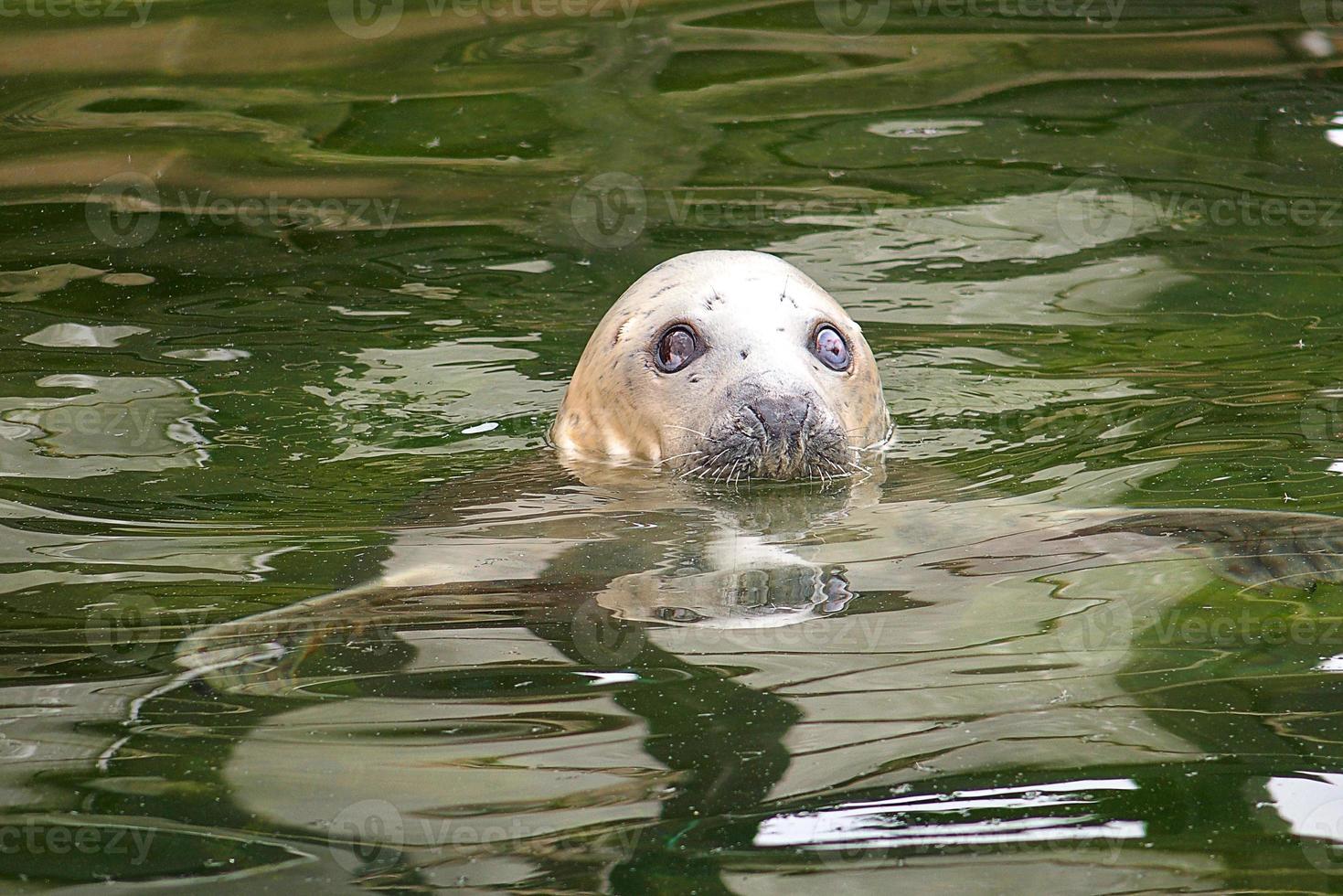 spielen Gerettet Siegel im ein Zoo im Polen foto