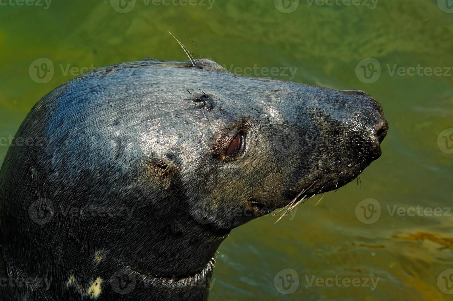 spielen Gerettet Siegel im ein Zoo im Polen foto