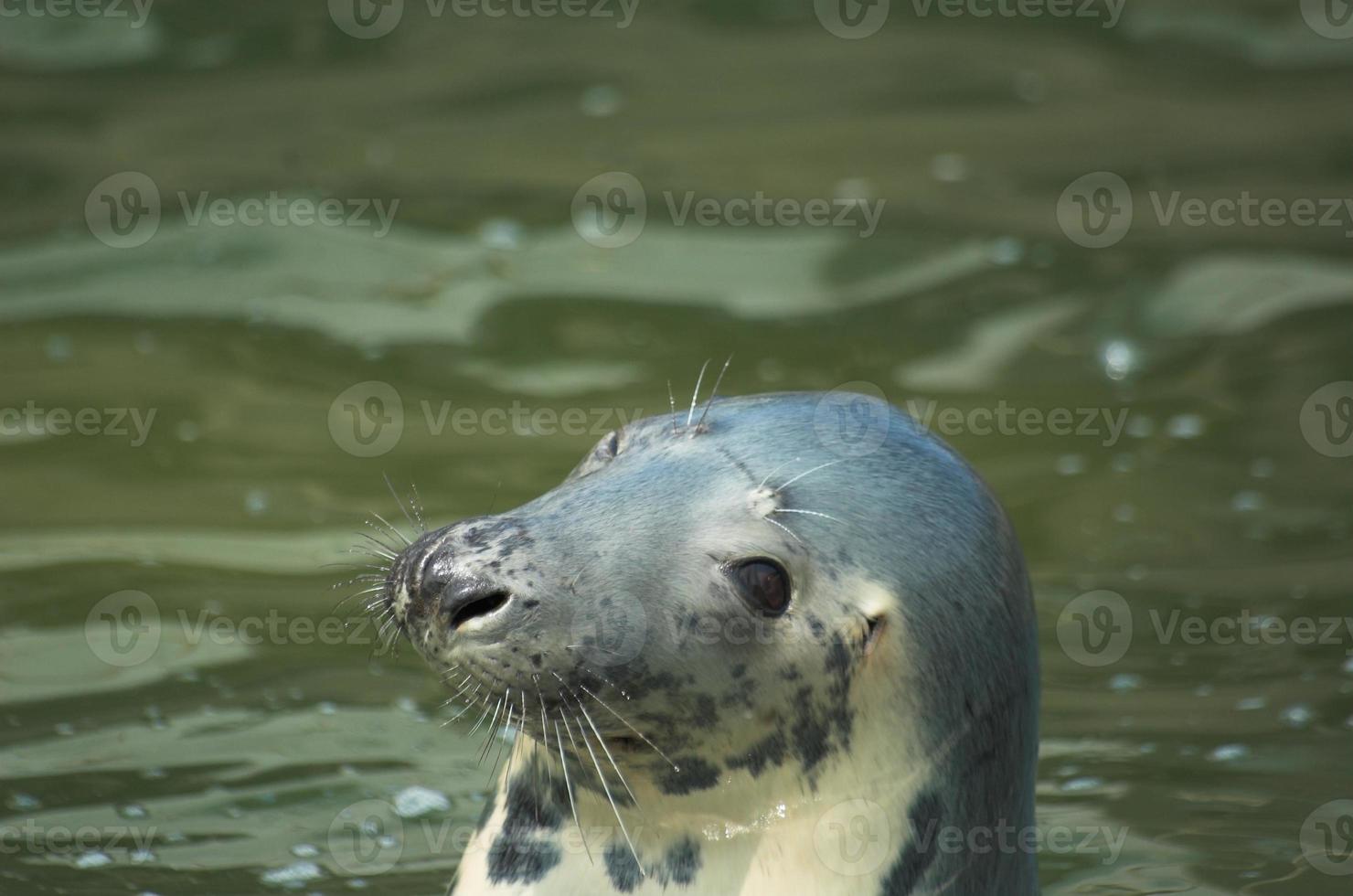 spielen Gerettet Siegel im ein Zoo im Polen foto