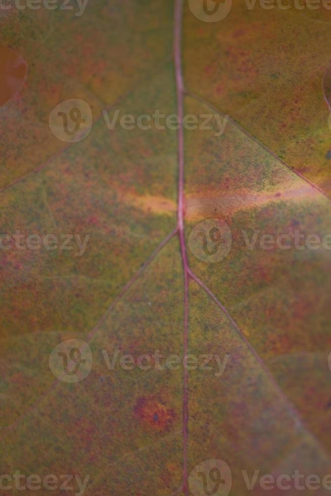 Herbstblatt Hintergrund foto