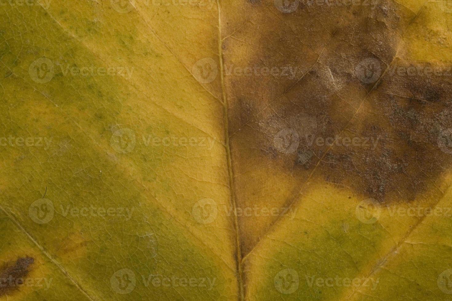 Herbstblatt Hintergrund foto