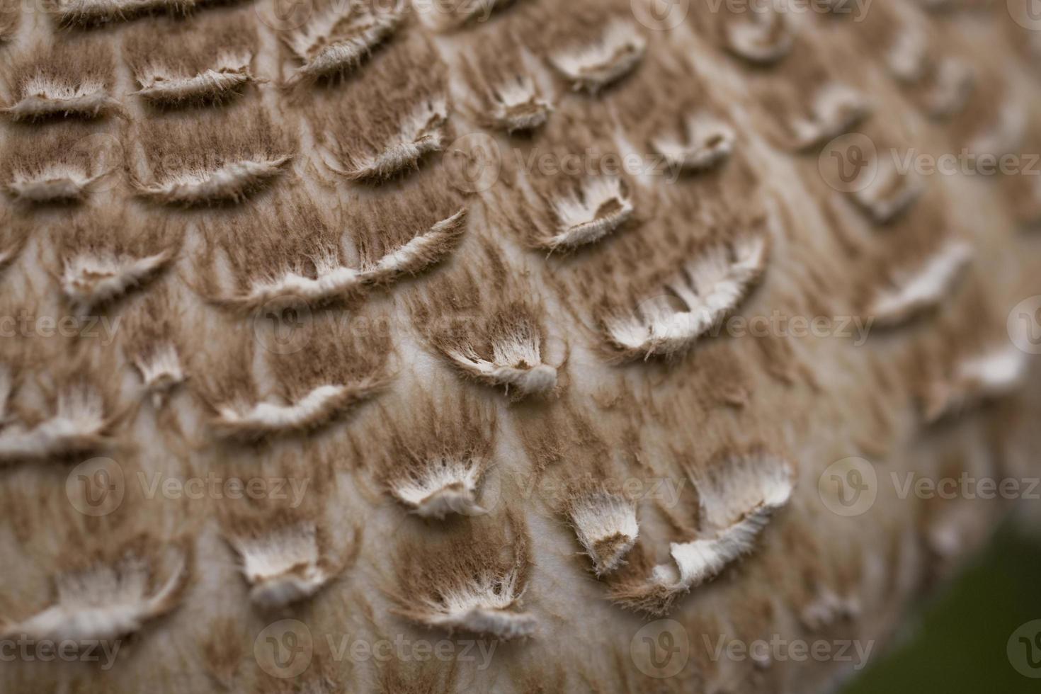 Pilz Hintergrund natürlich foto