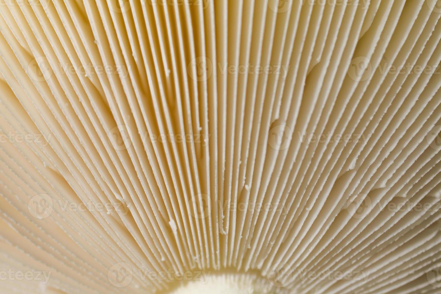 Pilz Hintergrund braun foto