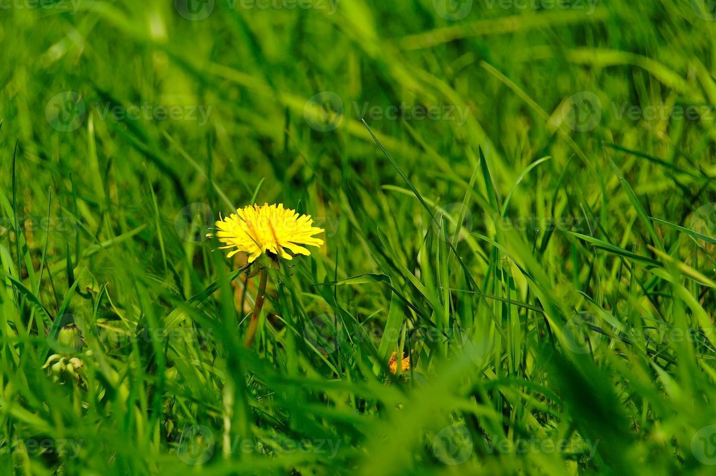 Löwenzahn Wiese Hintergrund foto