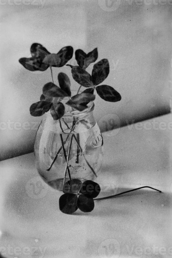 ein Strauß von l Feld vierblättrig Klee im ein klein Vase auf ein Licht glatt Hintergrund foto