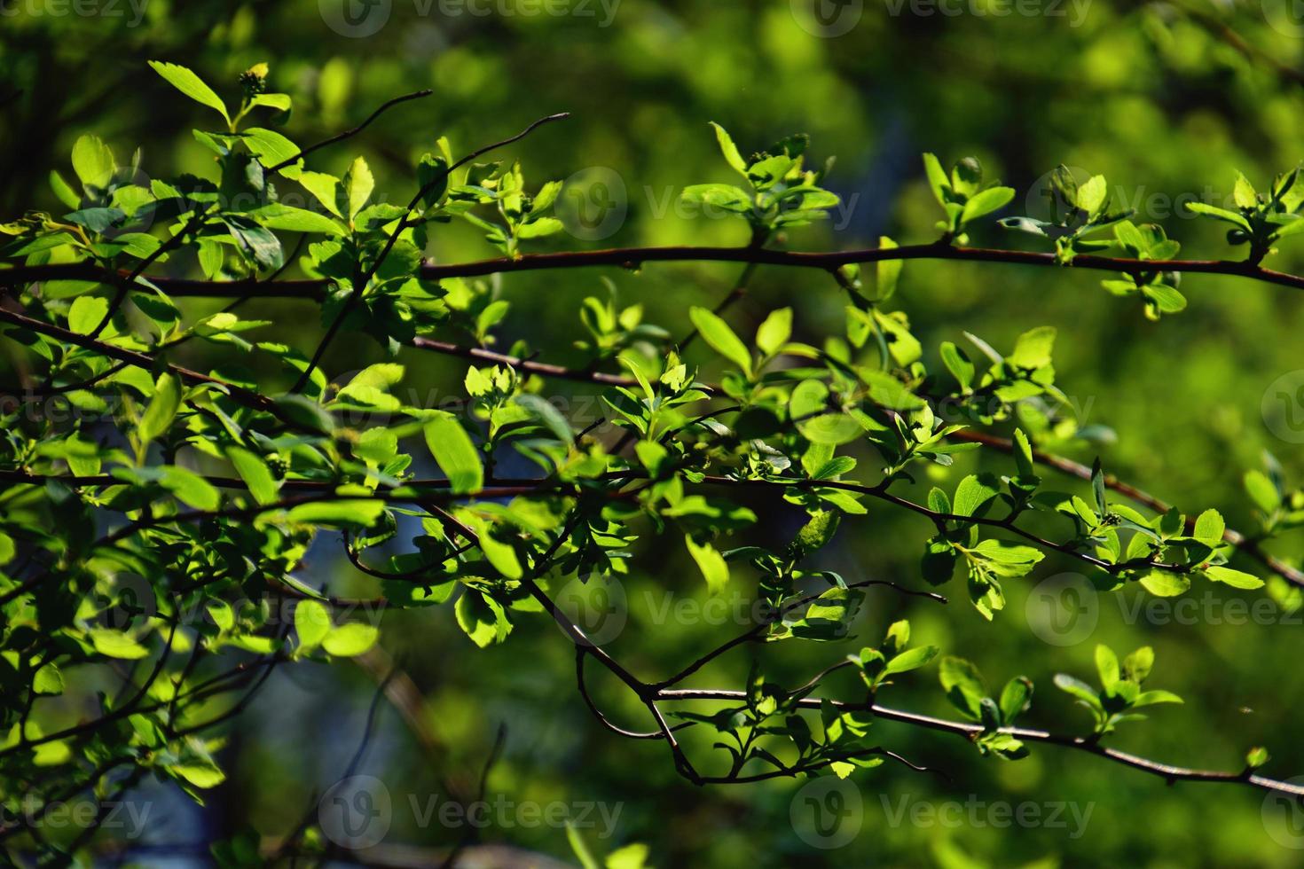 Zweig mit jung frisch Frühling Grün Blätter auf ein warm sonnig Tag foto