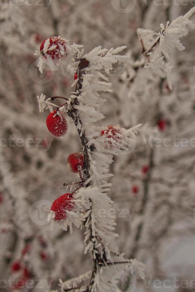 schön Strauch mit rot Früchte bedeckt mit Weiß Frost foto