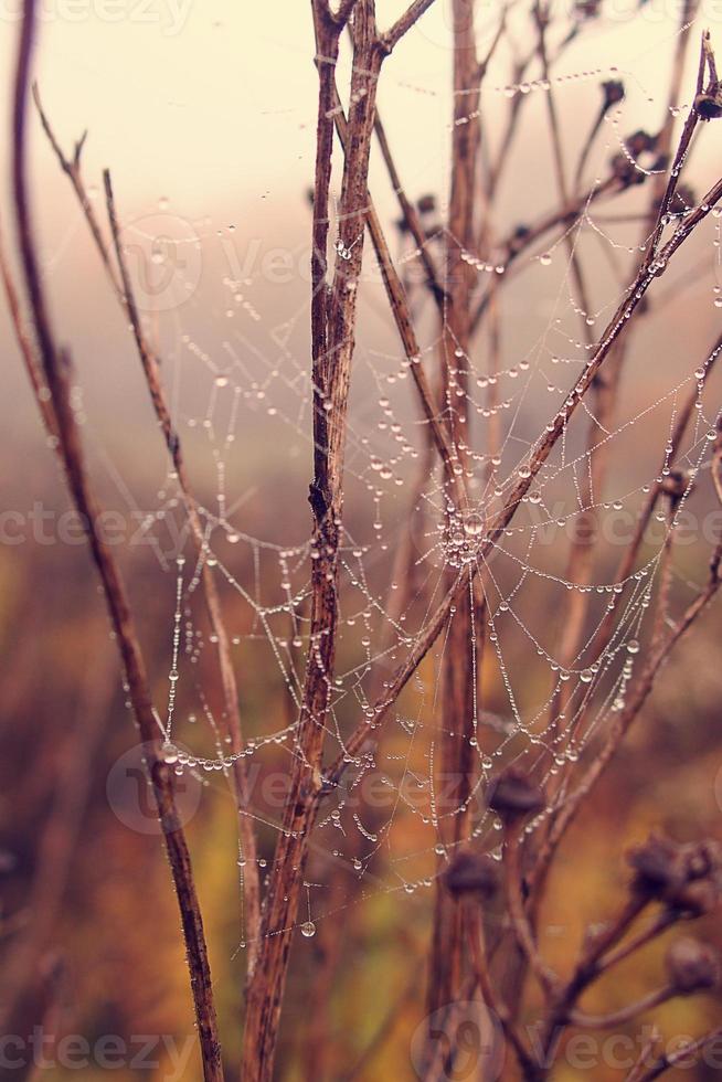 Herbst Spinne Netz im das Nebel auf ein Pflanze mit Tröpfchen von Wasser foto