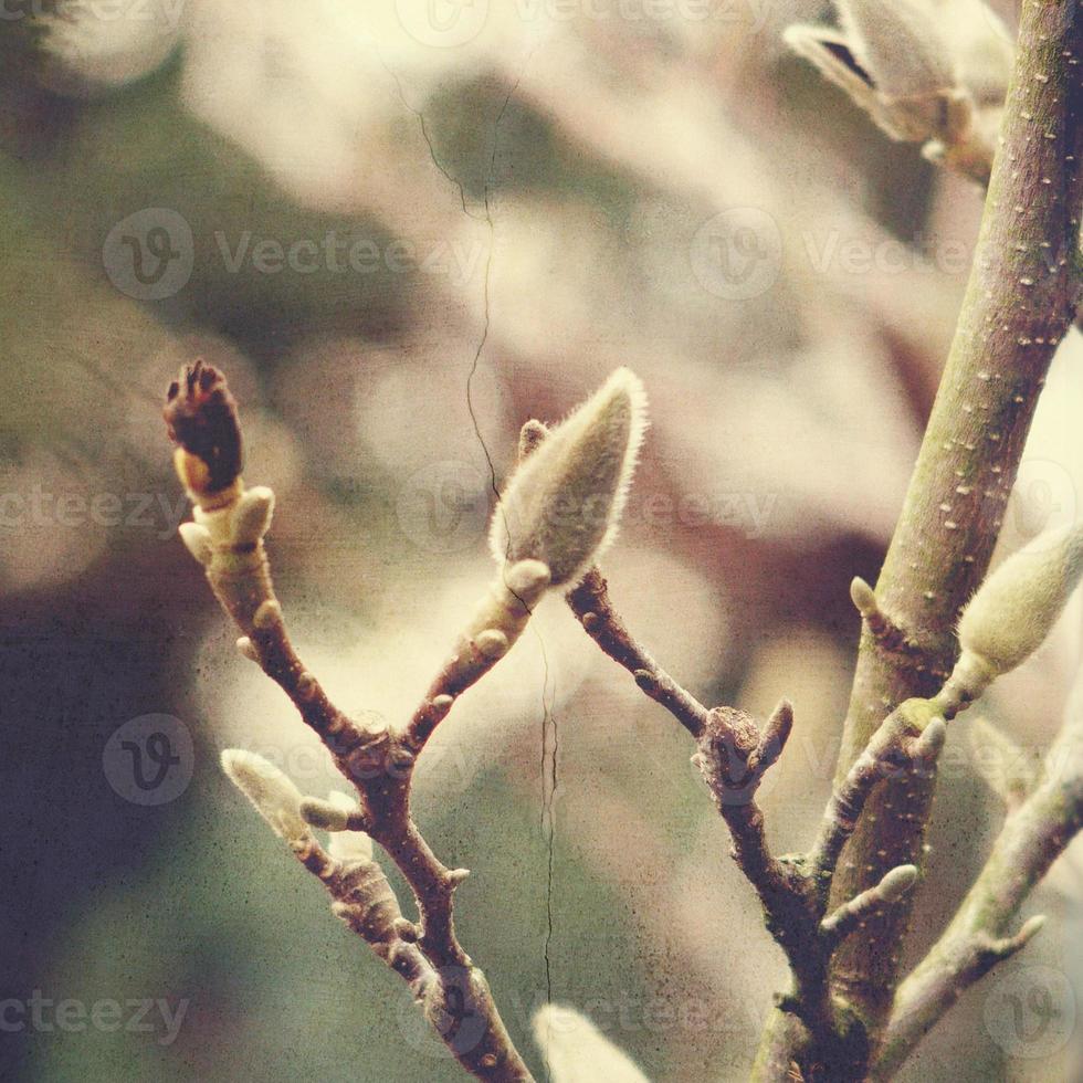 natürlich Weide wenig Weide Zweig mit Kätzchen foto