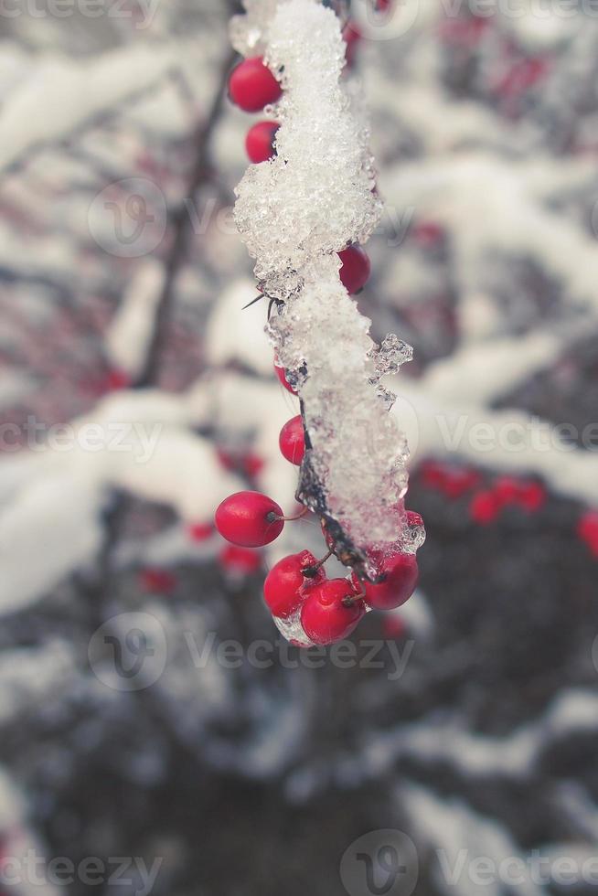 rot Berberitze Früchte bedeckt mit Winter Eis foto