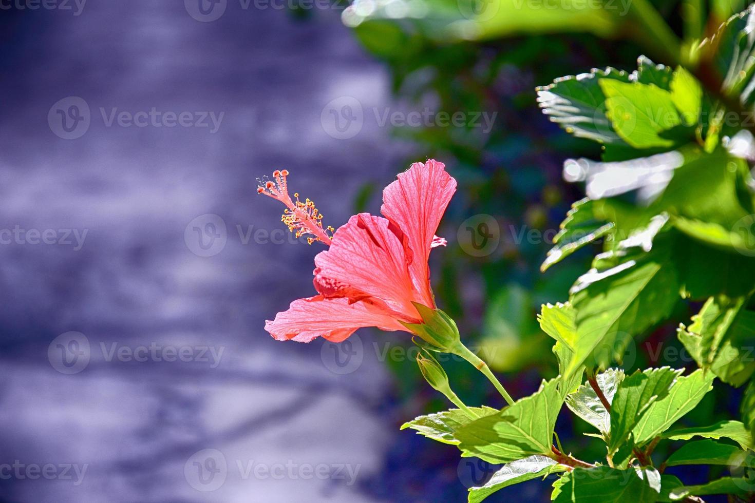 Blühen Hibiskus Blume wachsend im das Garten unter Grün Blätter im ein natürlich Lebensraum foto