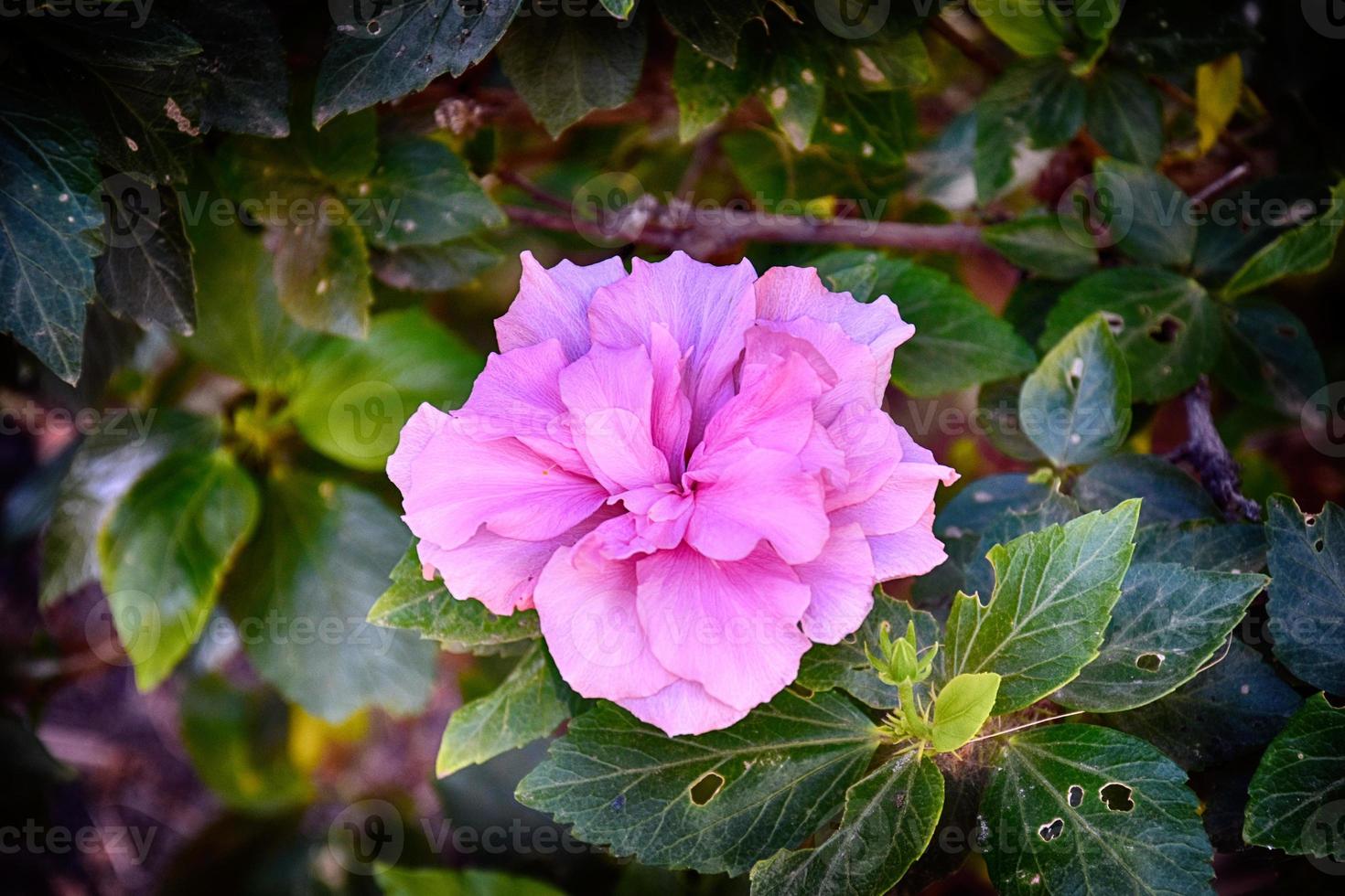 Blühen Hibiskus Blume wachsend im das Garten unter Grün Blätter im ein natürlich Lebensraum foto