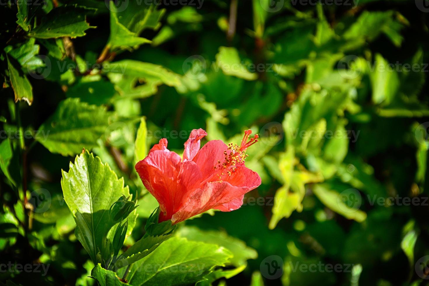 Blühen Hibiskus Blume wachsend im das Garten unter Grün Blätter im ein natürlich Lebensraum foto