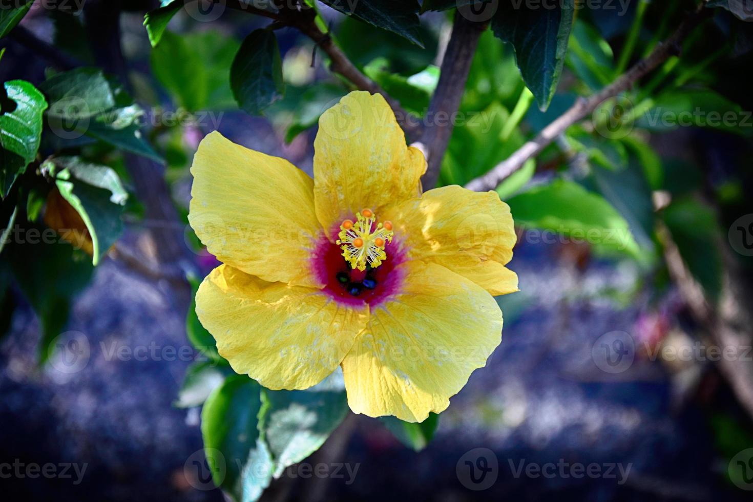 Blühen Hibiskus Blume wachsend im das Garten unter Grün Blätter im ein natürlich Lebensraum foto